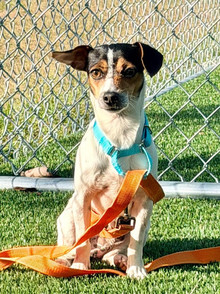 Enlarge Zoodle, a Adoptable mixed breed in Cape Coral, FL image 4/4