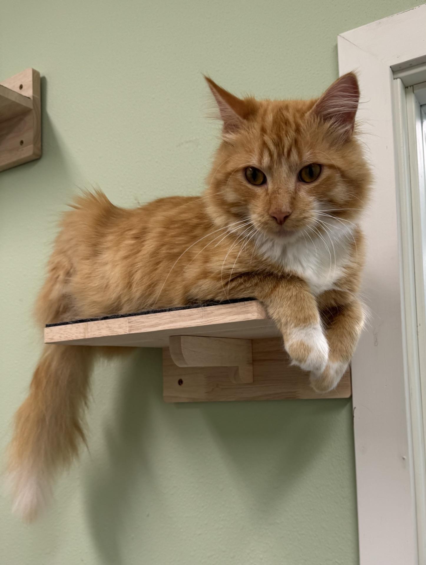 Petey, an adopted Domestic Medium Hair in Morris, MN image 2/2