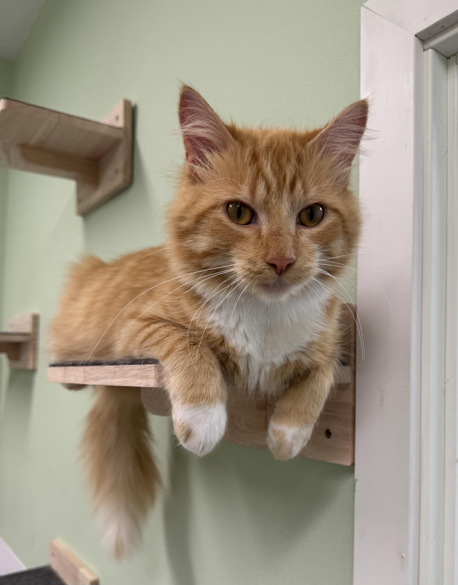 Petey, adopted, Young Male Domestic Medium Hair.