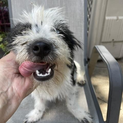 Dottie, a ADOPTABLE Terrier in Memphis, TN image 3/3