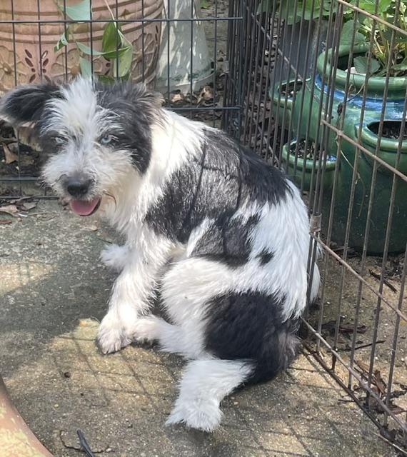 Dottie, a ADOPTABLE Terrier in Memphis, TN image 2/3