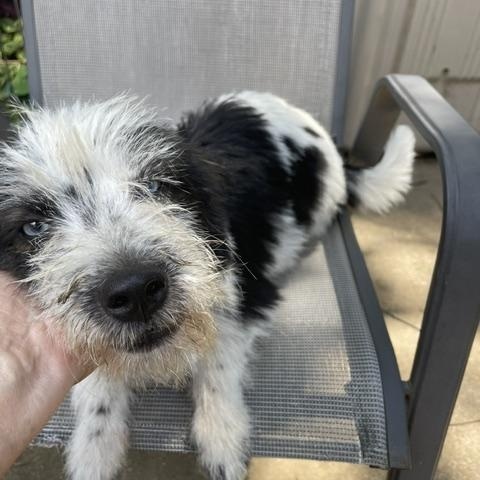 Dottie, ADOPTABLE, Adult Female Terrier.