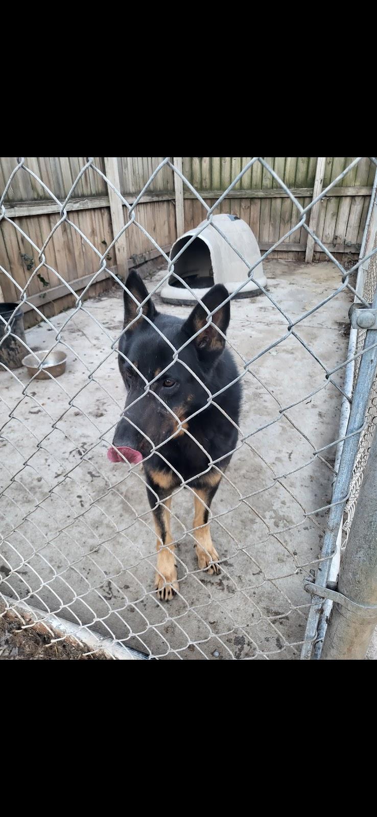 Enlarge Wolfgang, a Adoptable German Shepherd Dog in Roswell, GA image 1/1