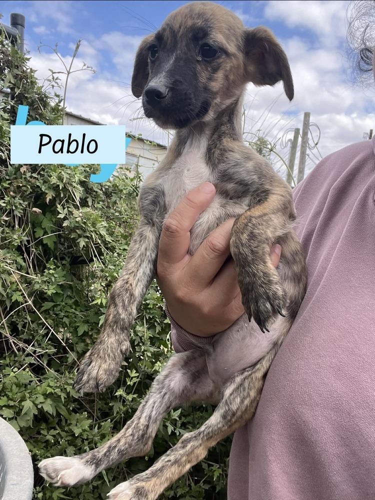 Pablo (Paige's Litter)