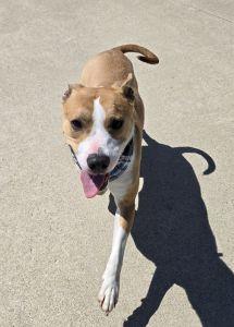 Enlarge Chop, a ADOPTABLE Pit Bull Terrier in Bucyrus, OH image 3/5