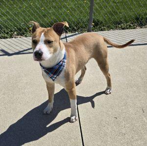 Enlarge Chop, a ADOPTABLE Pit Bull Terrier in Bucyrus, OH image 2/5