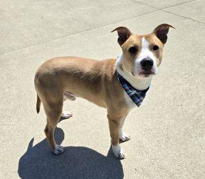 Chop, ADOPTABLE, Adult Male Pit Bull Terrier.