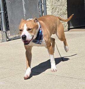 Enlarge Chop, a ADOPTABLE Pit Bull Terrier in Bucyrus, OH image 5/5