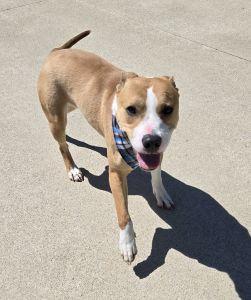 Enlarge Chop, a ADOPTABLE Pit Bull Terrier in Bucyrus, OH image 4/5