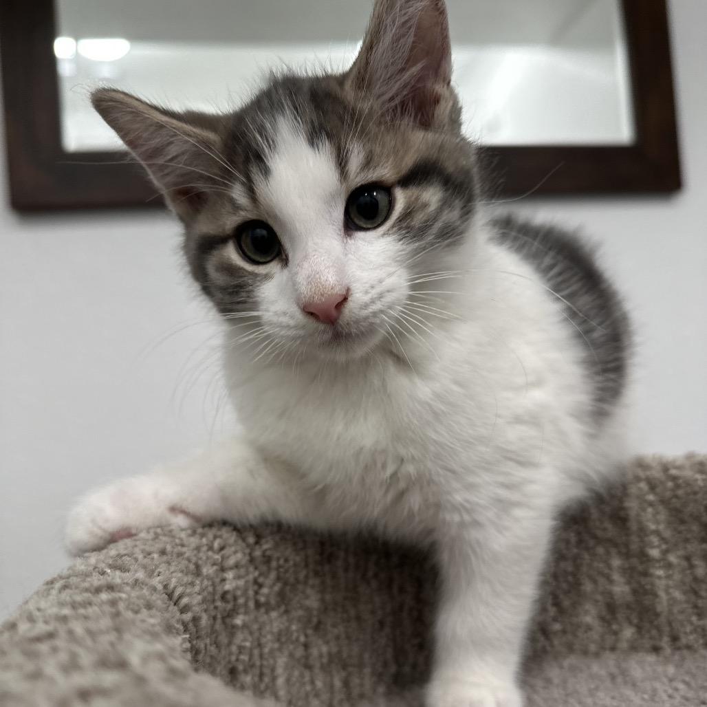 Spice, a Adoptable Domestic Short Hair in Commerce City, CO image 1/6