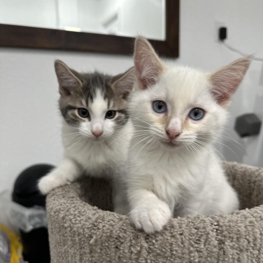 Spice, a Adoptable Domestic Short Hair in Commerce City, CO image 2/6