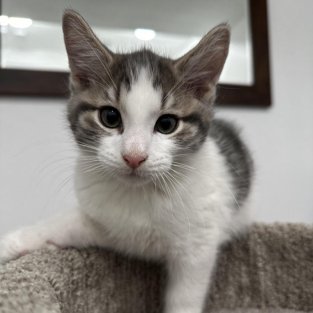 Spice, a Adoptable Domestic Short Hair in Commerce City, CO image 4/6