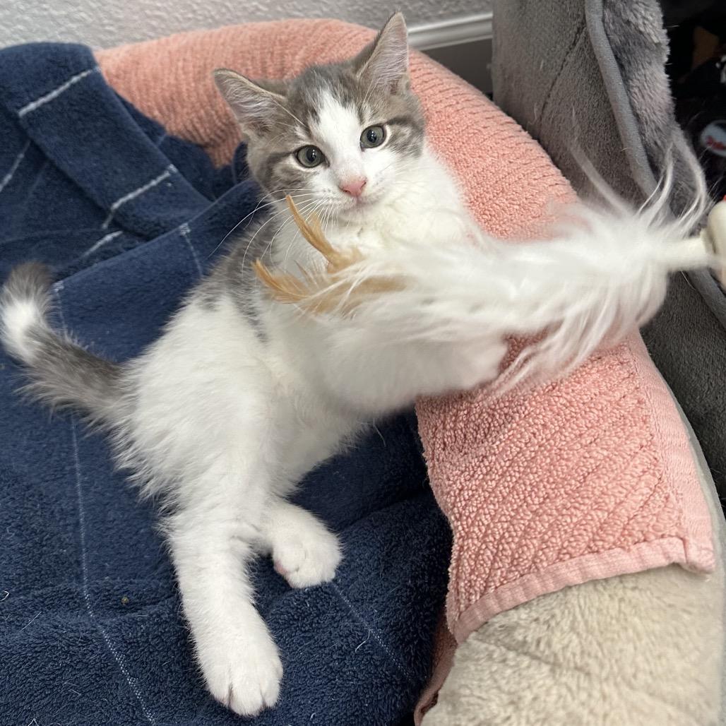 Spice, a Adoptable Domestic Short Hair in Commerce City, CO image 6/6