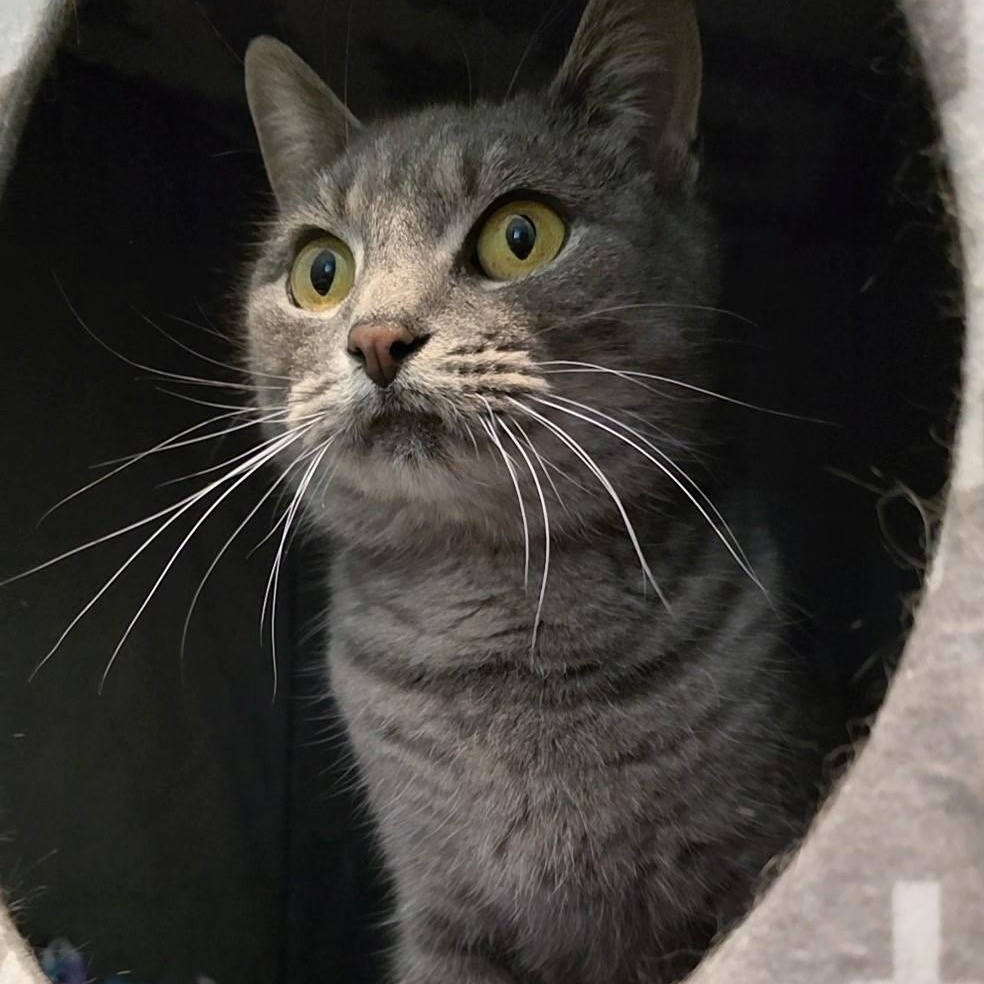 Krafty, ADOPTABLE, Adult Female Domestic Short Hair.