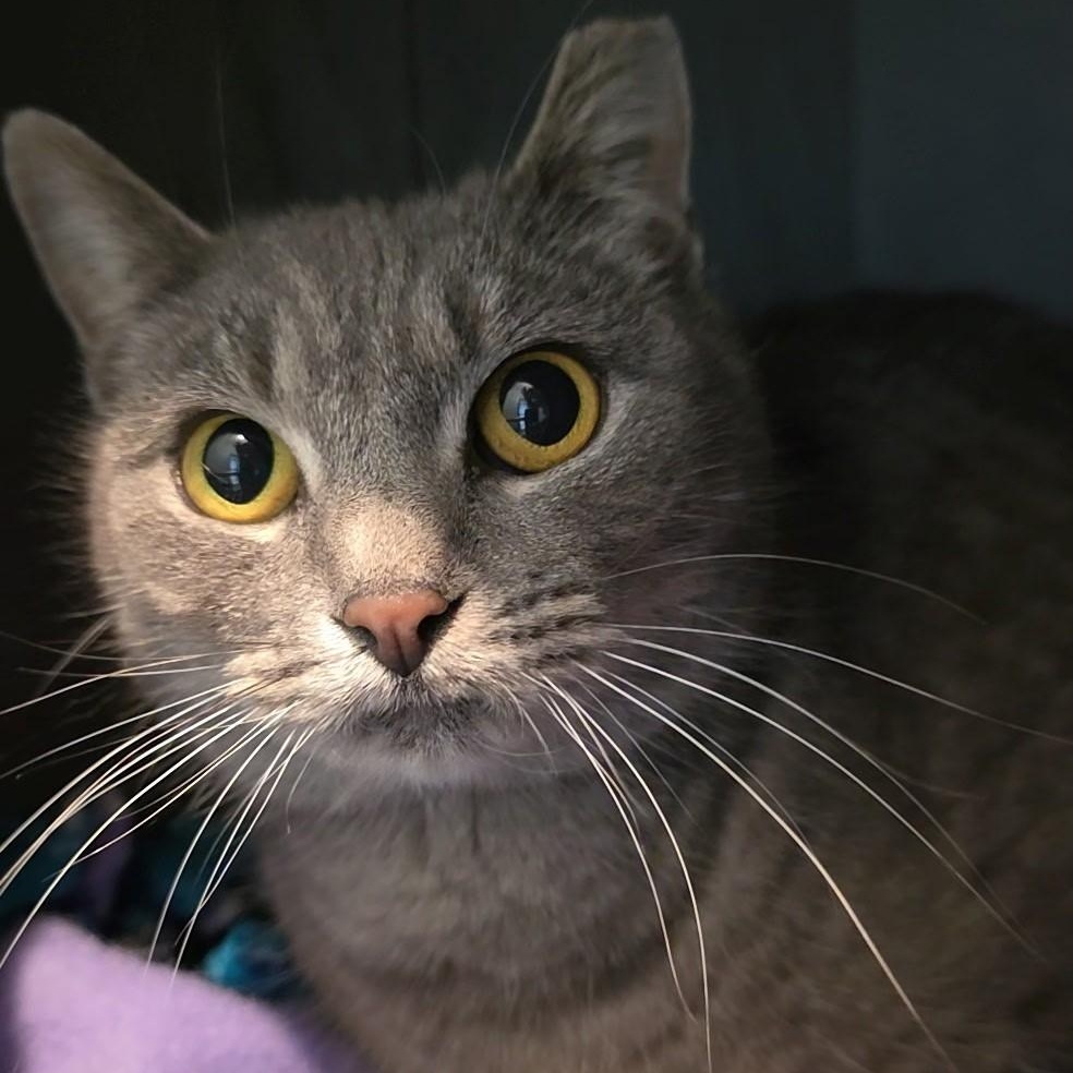 Krafty, a ADOPTABLE mixed breed in Smithtown, NY image 3/3