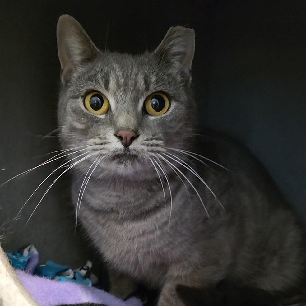 Krafty, a ADOPTABLE mixed breed in Smithtown, NY image 2/3