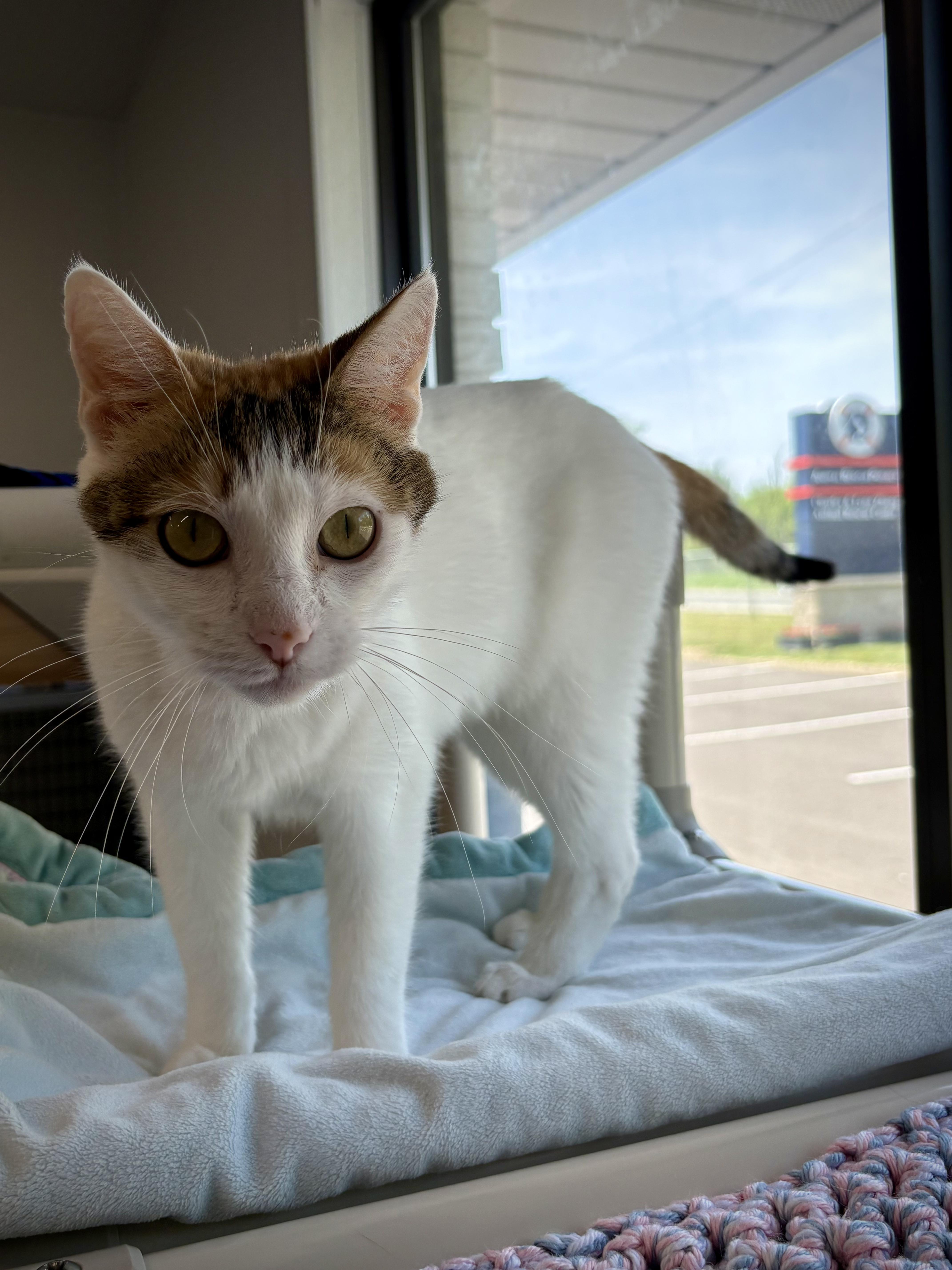 Enlarge Machine, a ADOPTABLE Domestic Short Hair in Kalamazoo, MI image 3/6