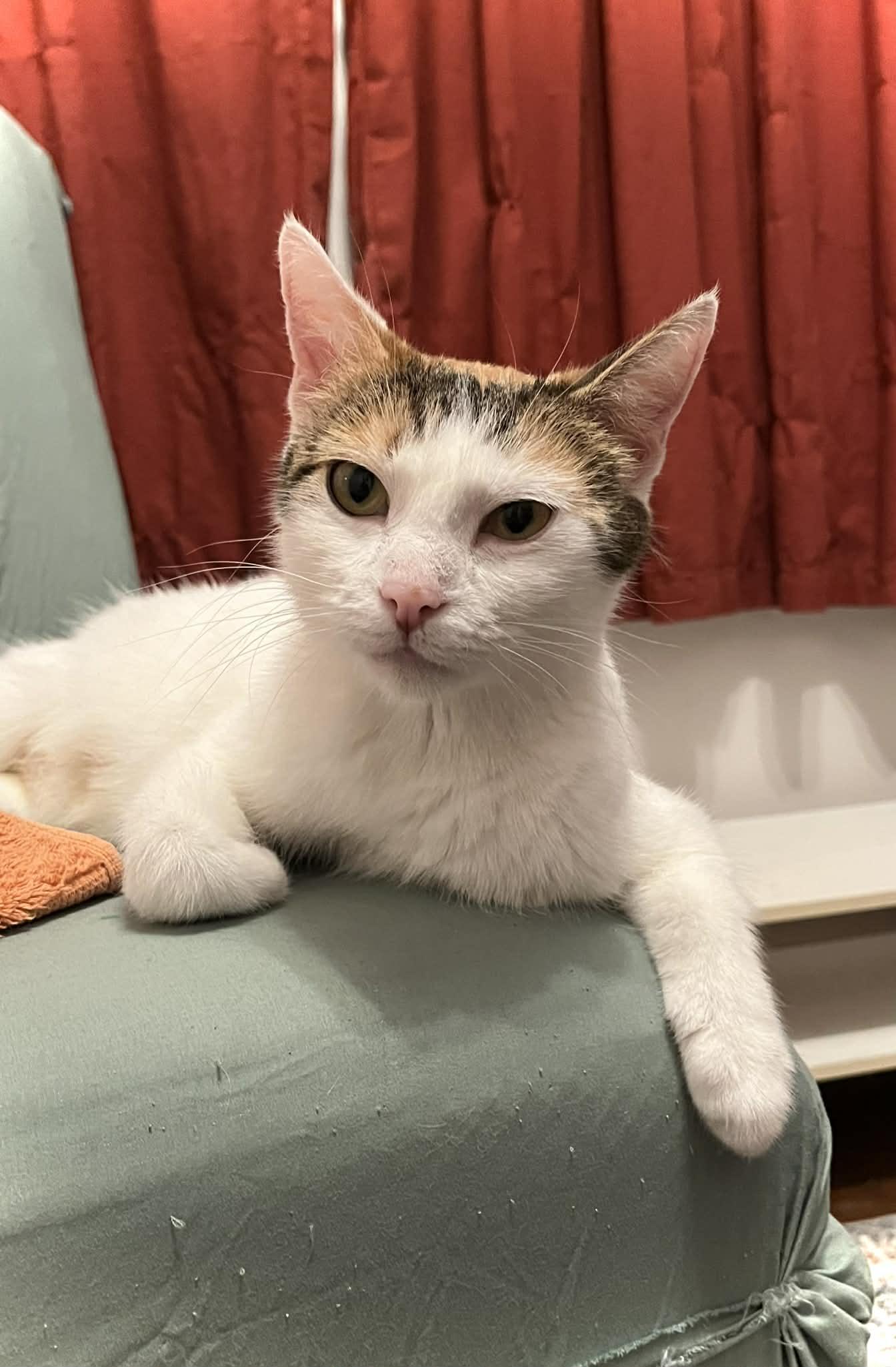 Enlarge Machine, a ADOPTABLE Domestic Short Hair in Kalamazoo, MI image 1/6
