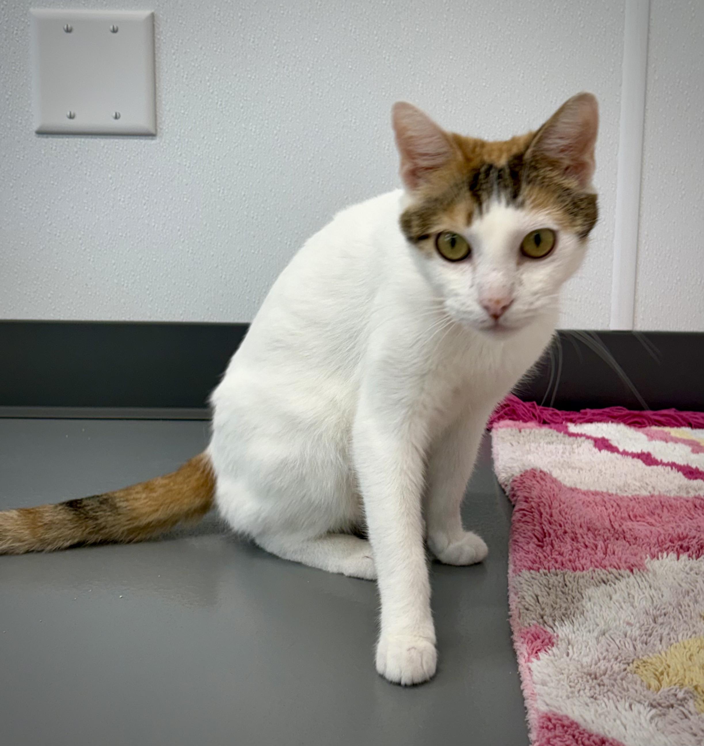 Machine, ADOPTABLE, Adult Female Domestic Short Hair.