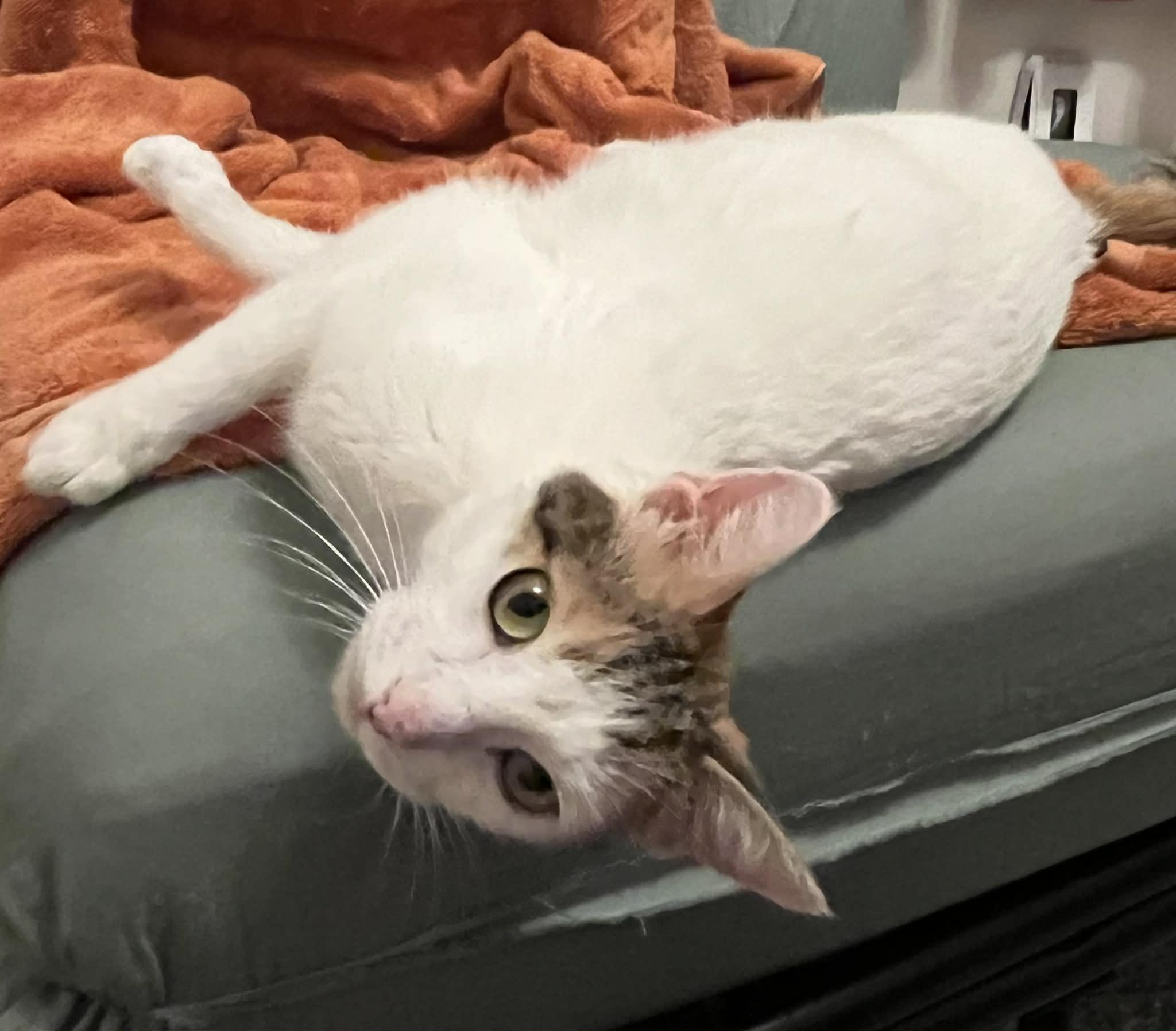 Enlarge Machine, a ADOPTABLE Domestic Short Hair in Kalamazoo, MI image 2/6