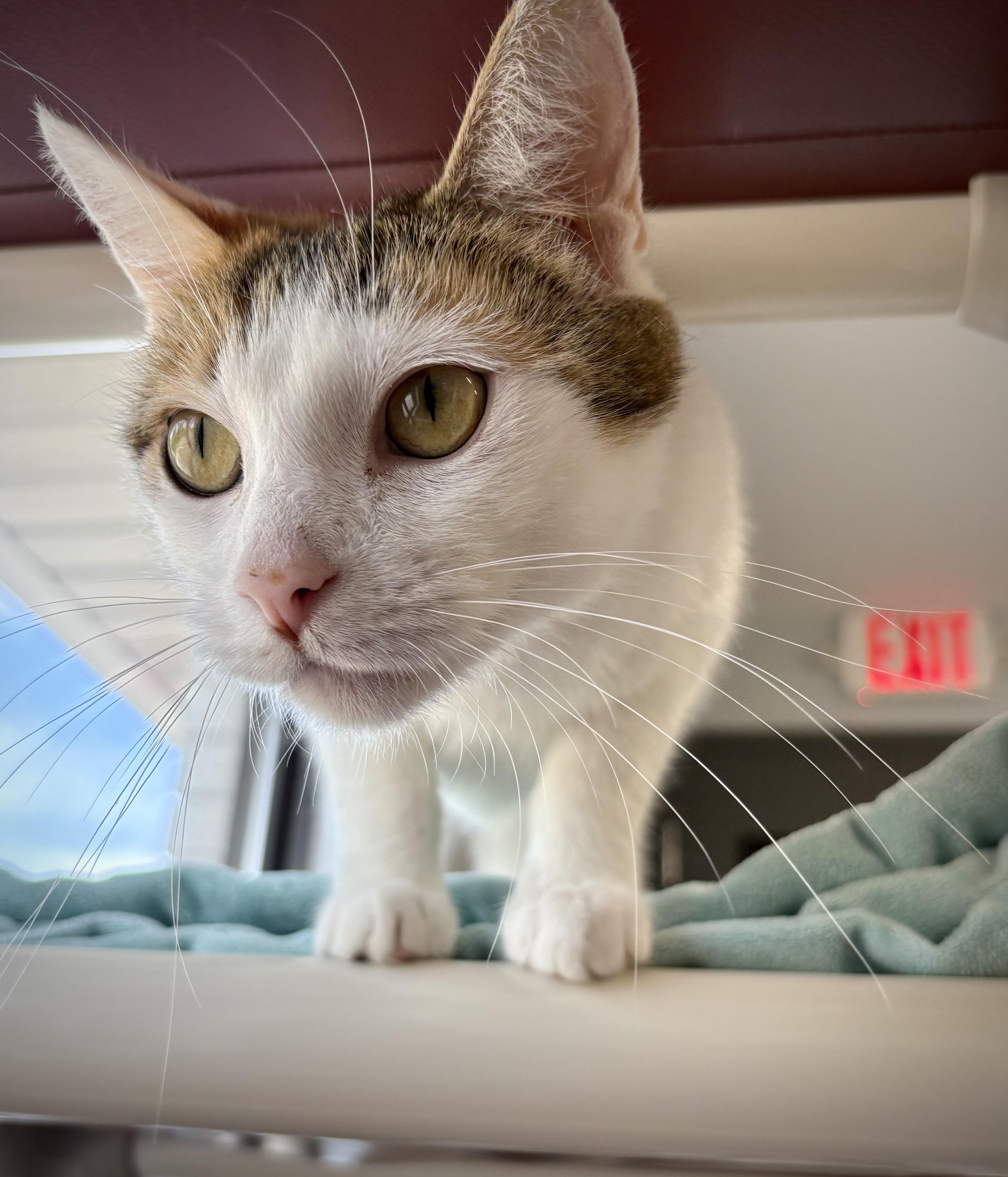 Enlarge Machine, a ADOPTABLE Domestic Short Hair in Kalamazoo, MI image 2/6