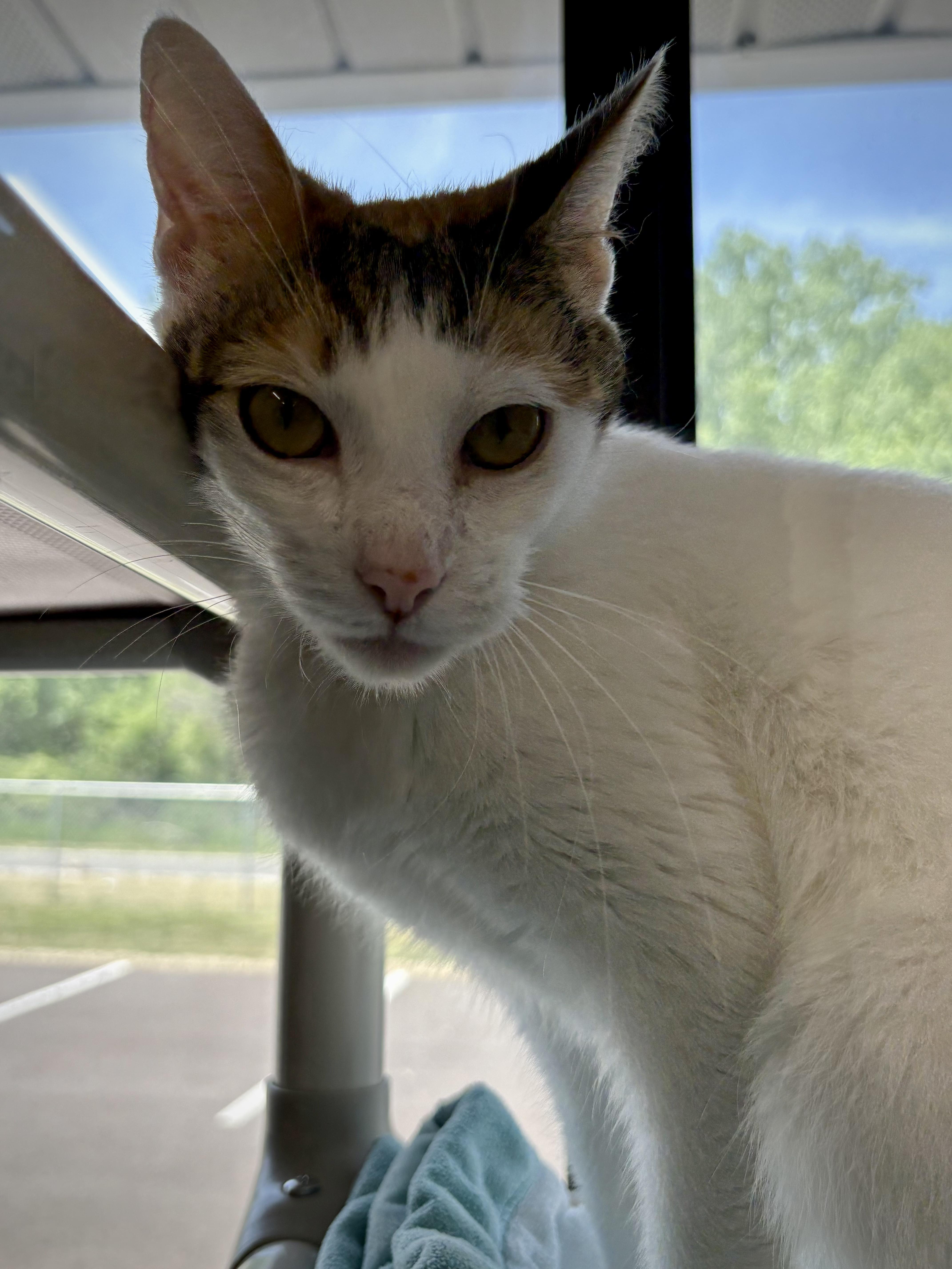 Enlarge Machine, a ADOPTABLE Domestic Short Hair in Kalamazoo, MI image 4/6