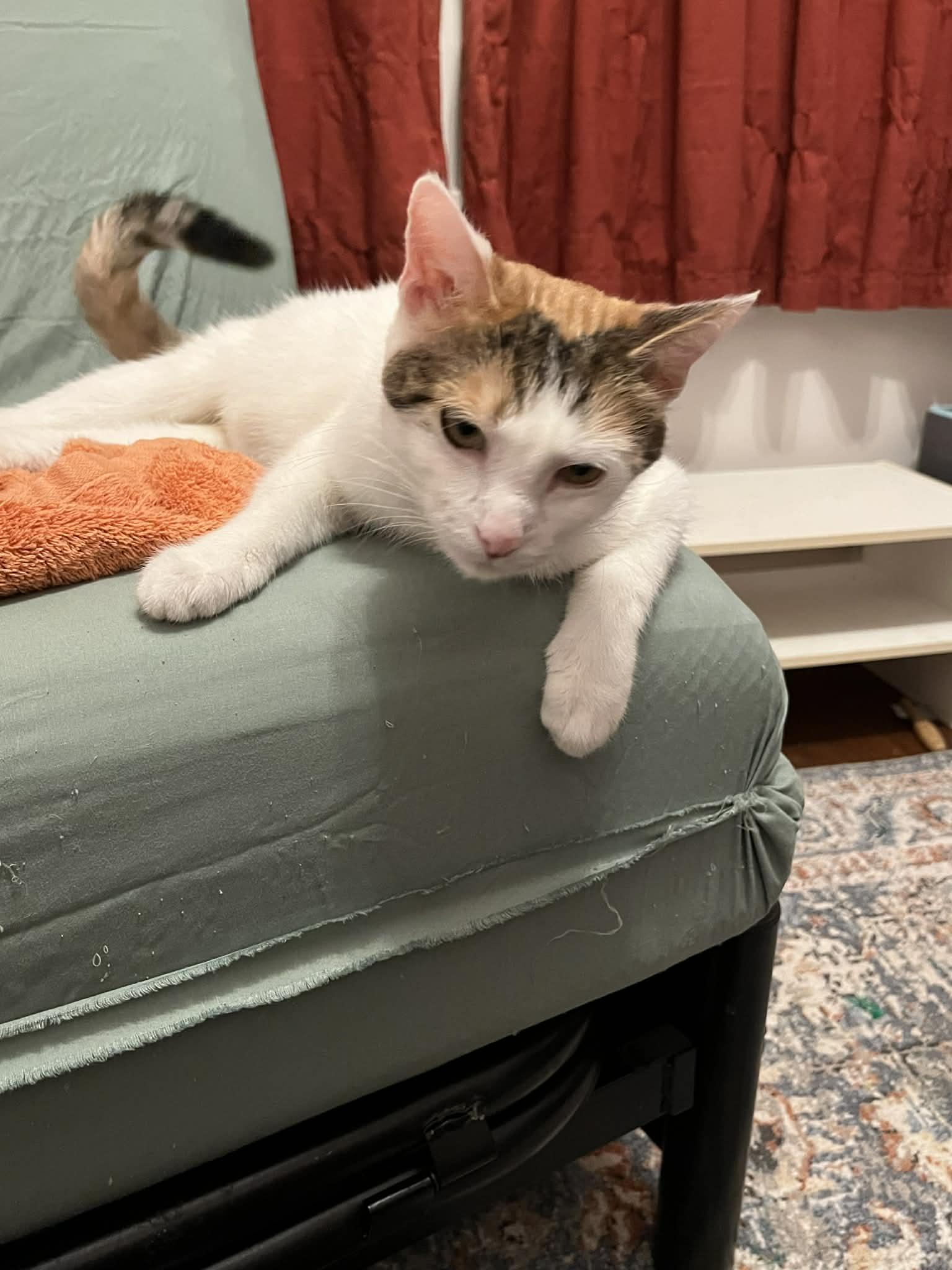 Enlarge Machine, a ADOPTABLE Domestic Short Hair in Kalamazoo, MI image 5/6