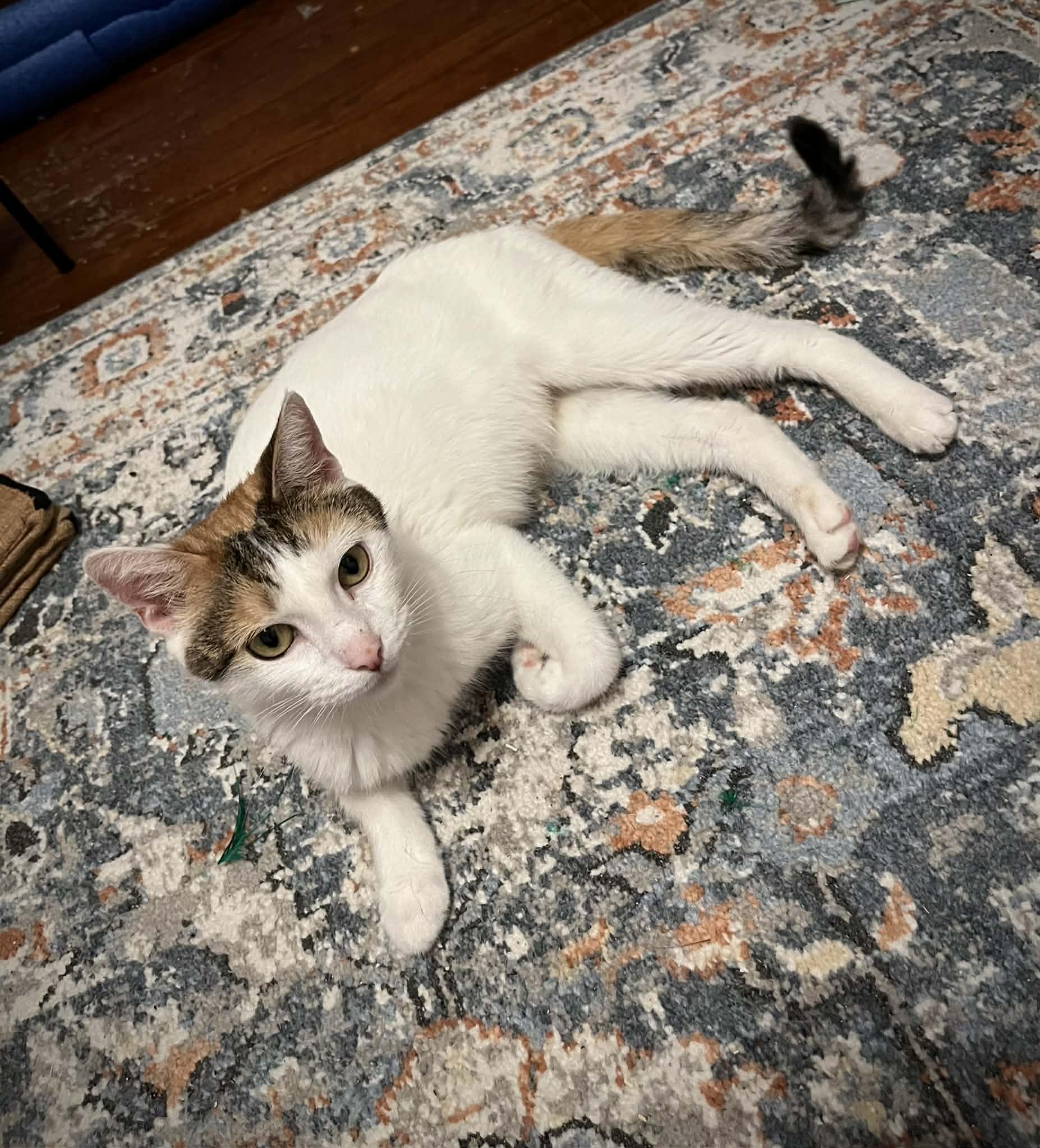 Enlarge Machine, a ADOPTABLE Domestic Short Hair in Kalamazoo, MI image 4/6