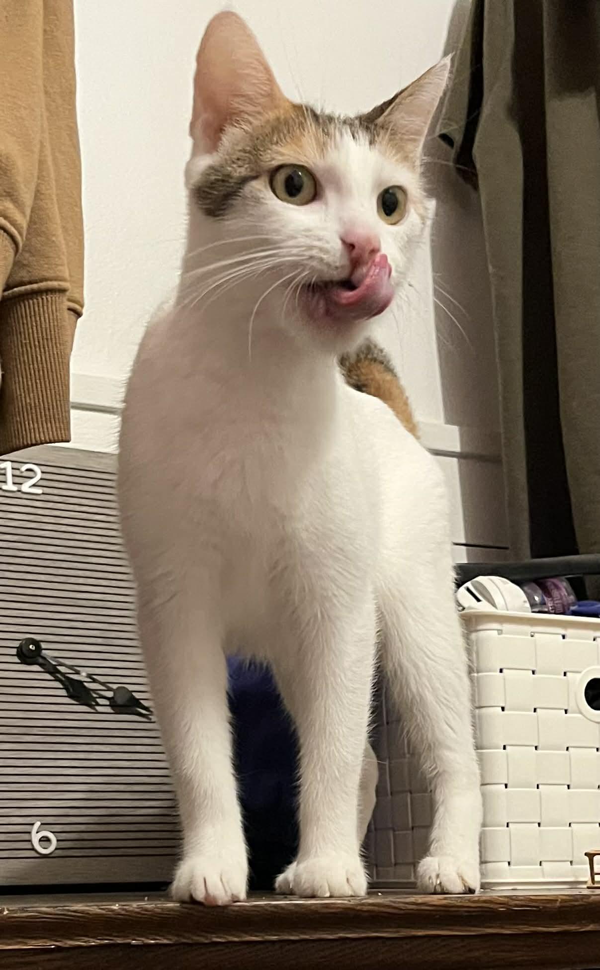 Enlarge Machine, a ADOPTABLE Domestic Short Hair in Kalamazoo, MI image 6/6
