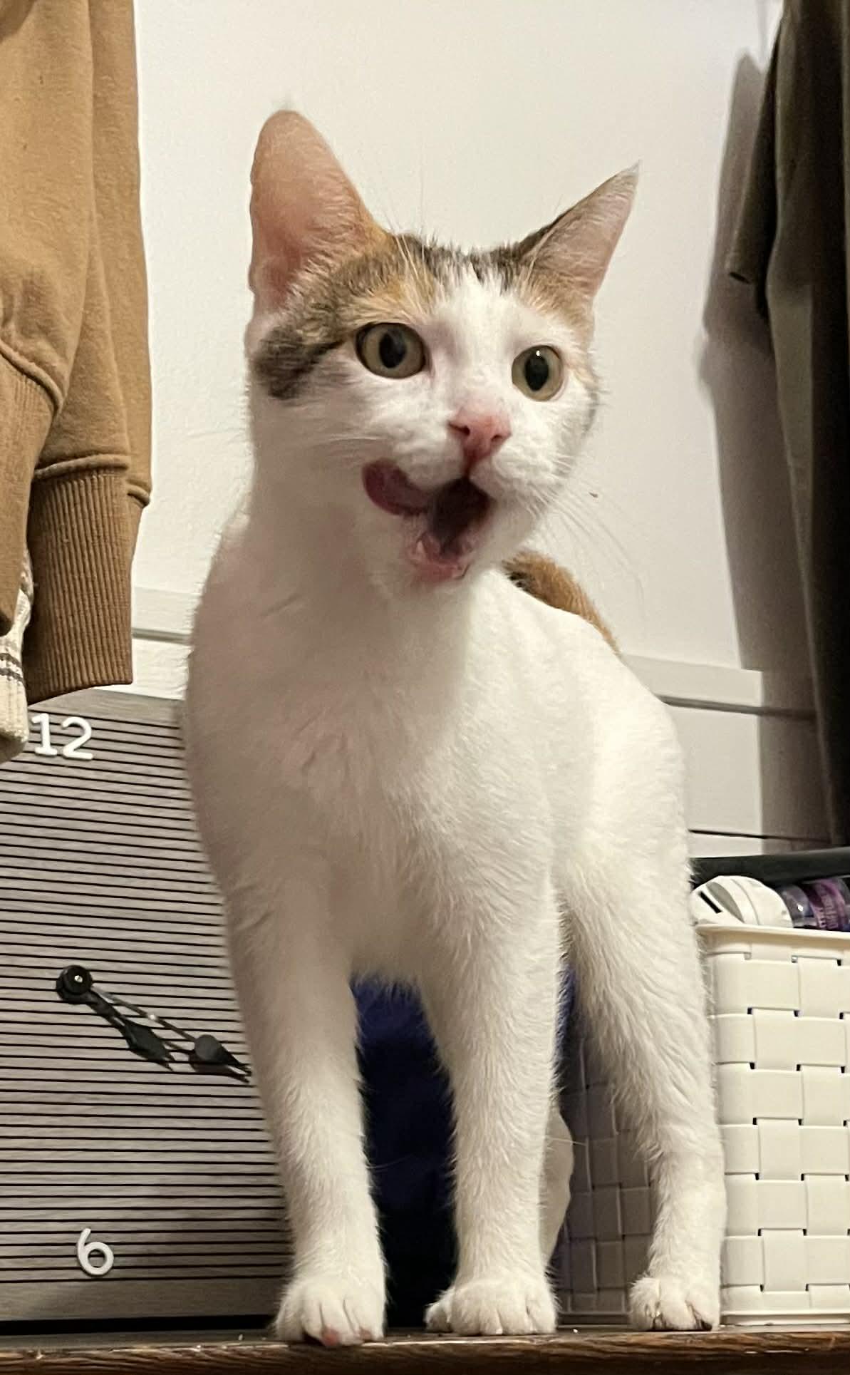 Enlarge Machine, a ADOPTABLE Domestic Short Hair in Kalamazoo, MI image 3/6