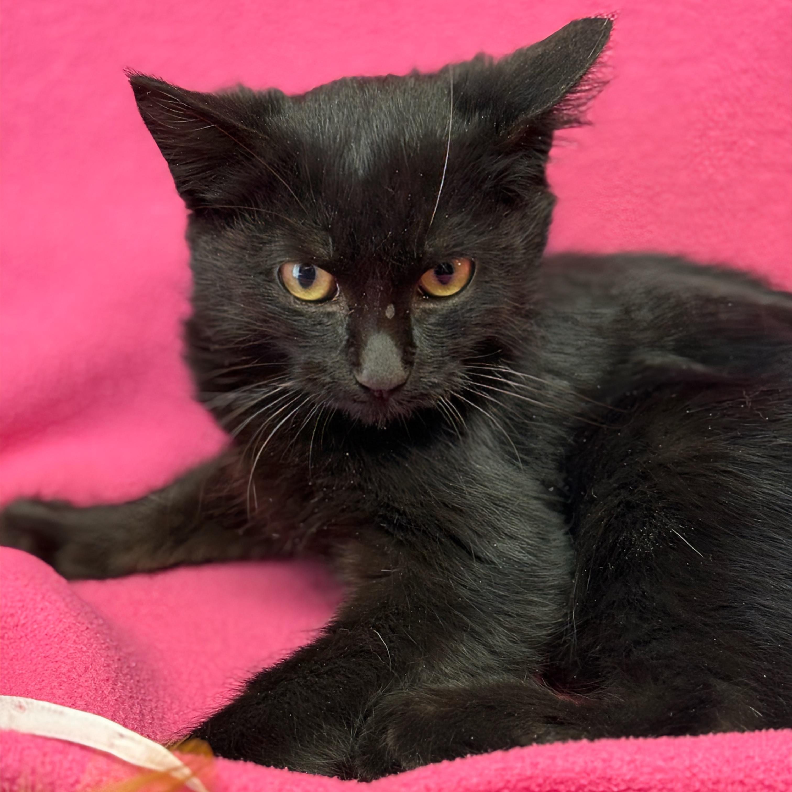 Enlarge Cinnamon, a ADOPTABLE Domestic Short Hair in Valdosta, GA image 1/1