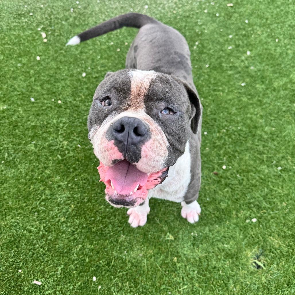 Enlarge Marvel, a Adoptable mixed breed in Chicago, IL image 1/2