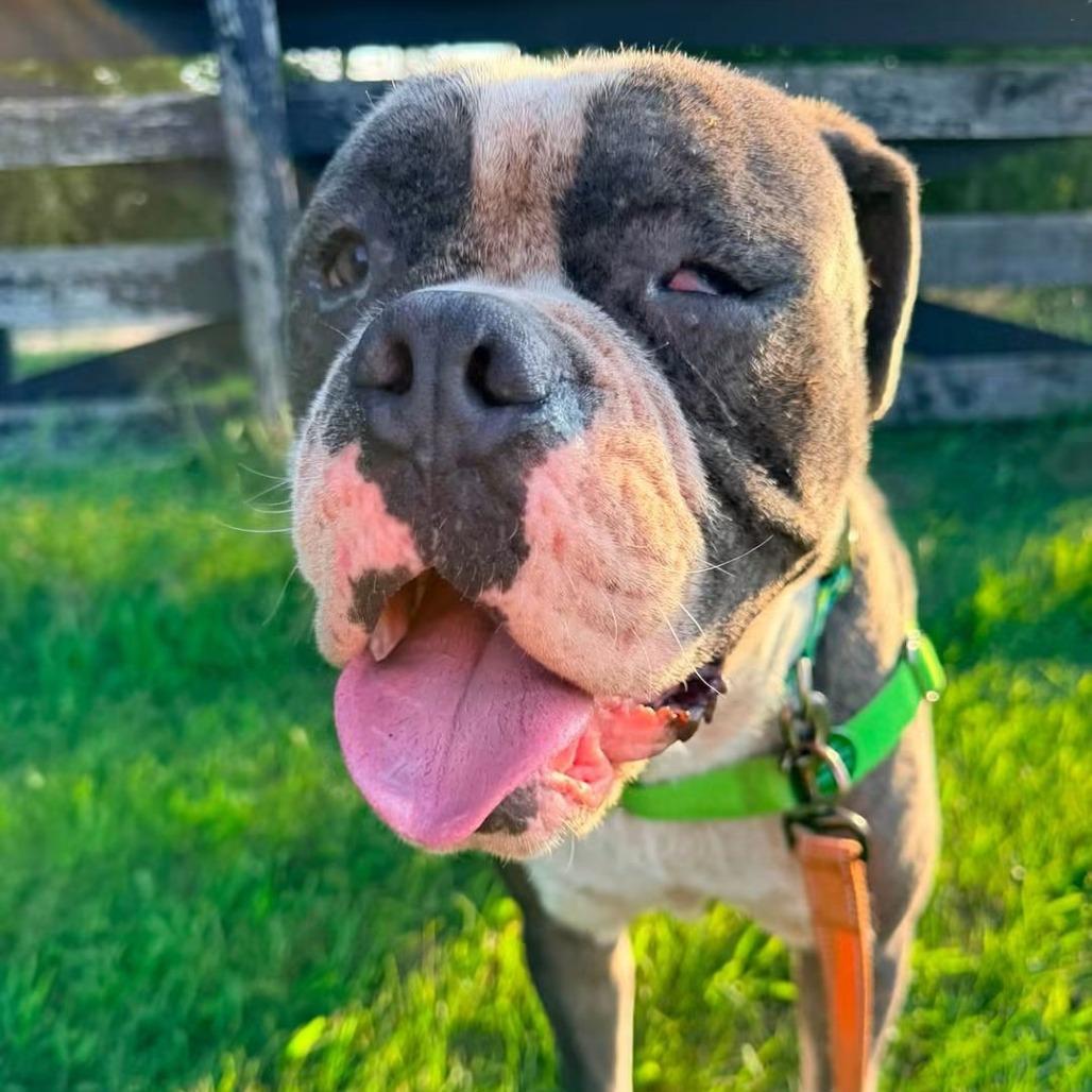 Enlarge Marvel, a Adoptable mixed breed in Chicago, IL image 2/2