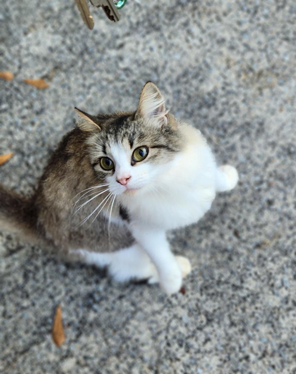 Enlarge RAINBOW, a ADOPTABLE Calico in Chattanooga, TN image 1/2