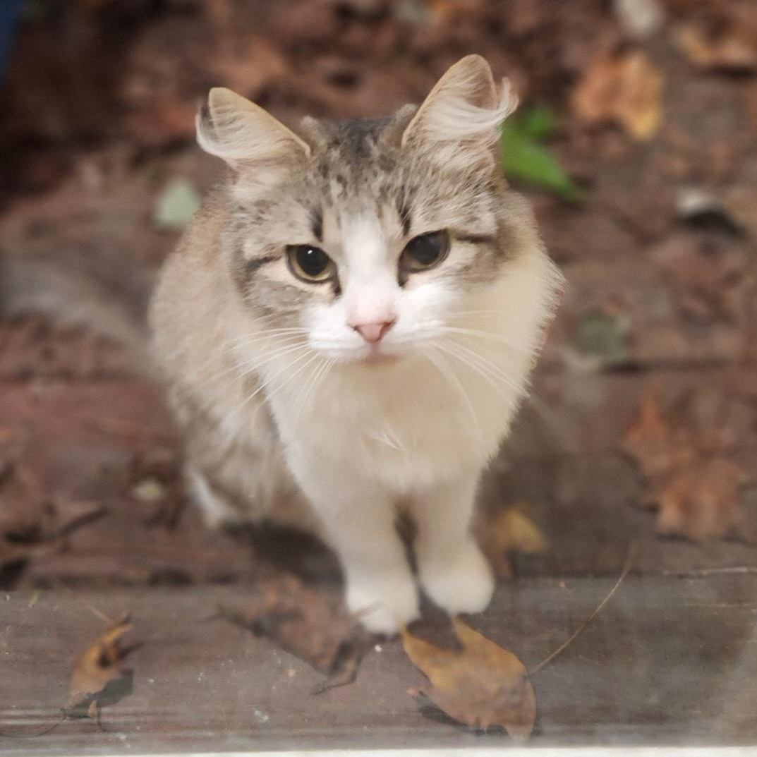 Enlarge RAINBOW, a ADOPTABLE Calico in Chattanooga, TN image 2/2