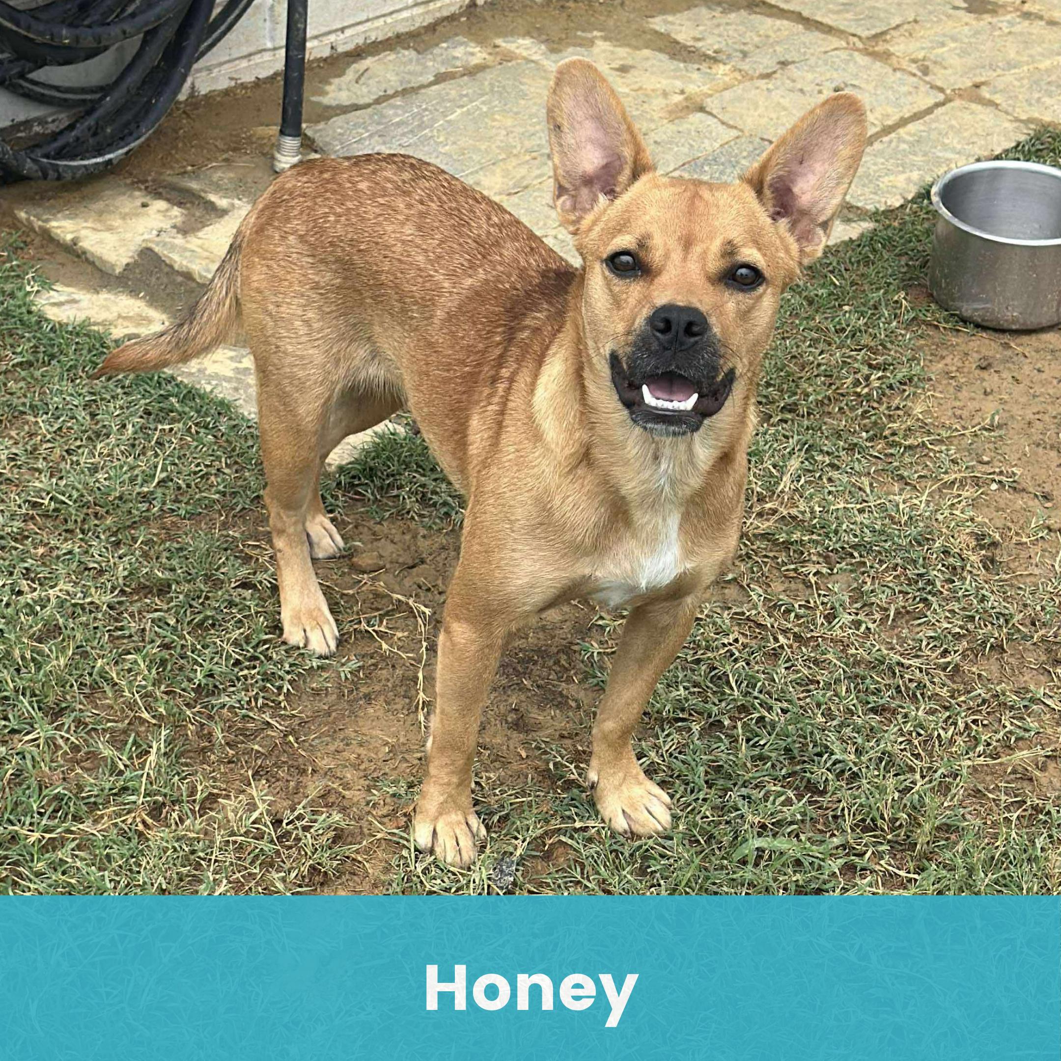Honey