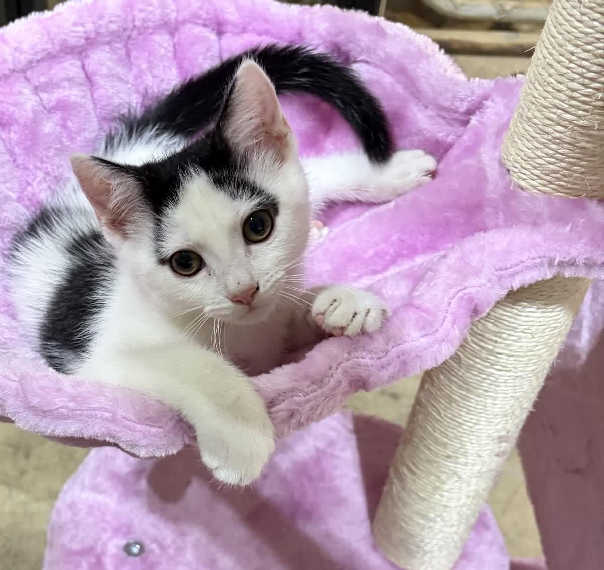 Seer, a ADOPTABLE Domestic Short Hair in Murfreesboro, TN image 1/2