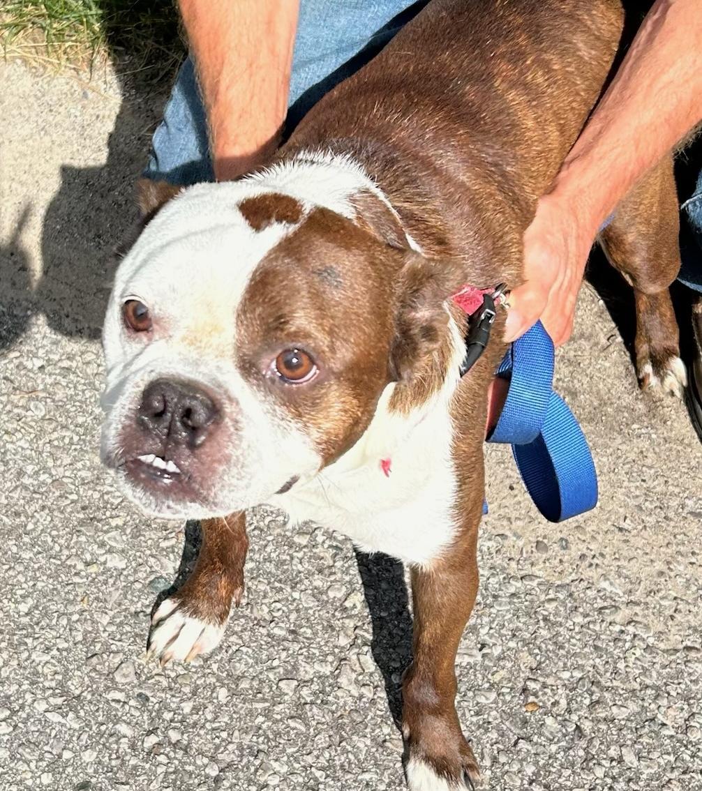 Tubby, adopted, Adult Male Boston Terrier & Bulldog.