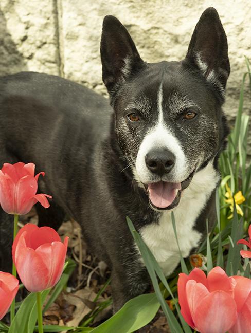 Holly, ADOPTABLE, Adult Female Cattle Dog & Black Labrador Retriever.