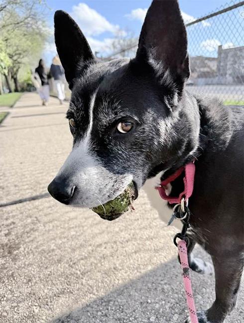 Enlarge Holly, a ADOPTABLE mixed breed in Chicago, IL image 4/6