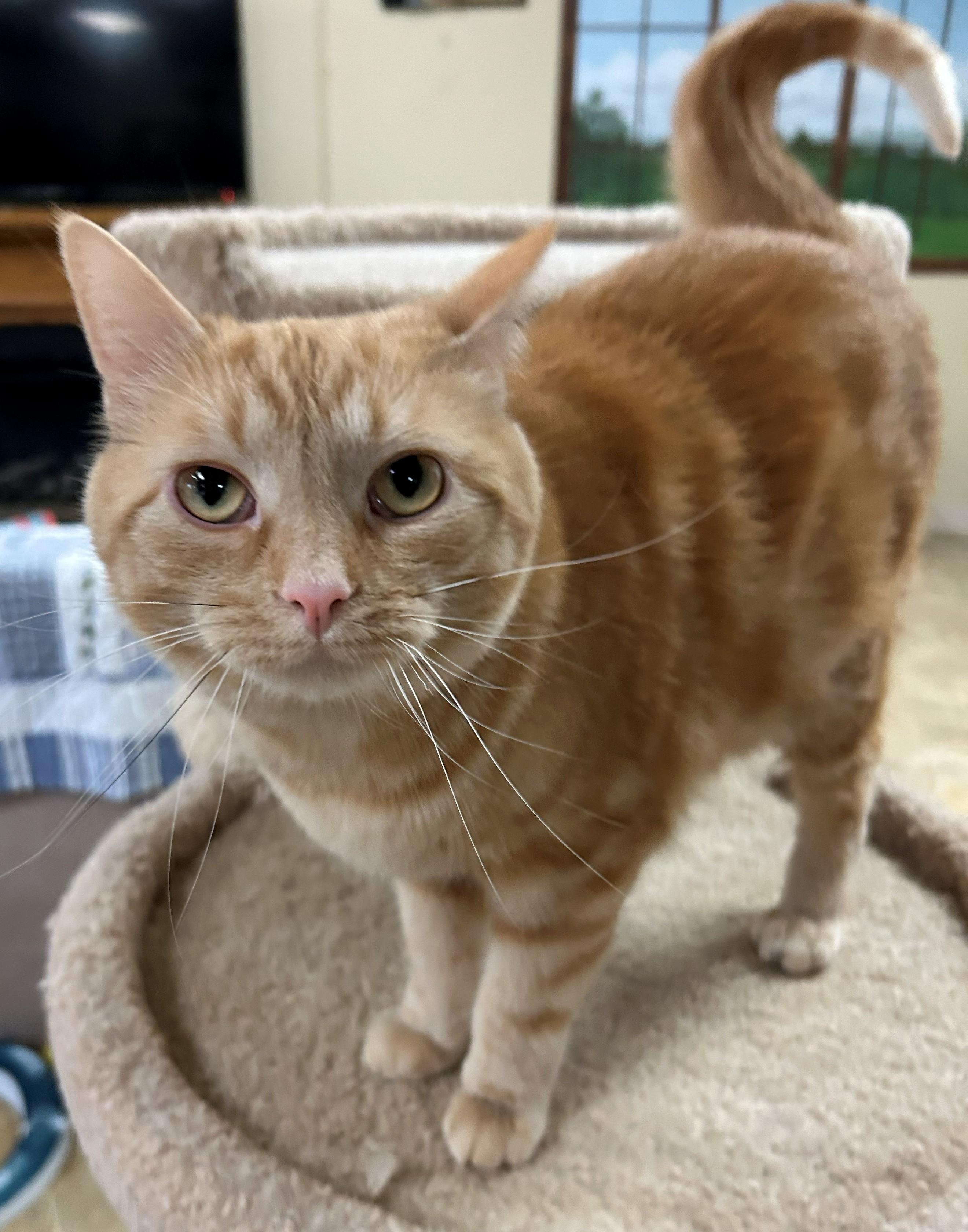 MoMo, Adoptable, Adult Male Domestic Short Hair.