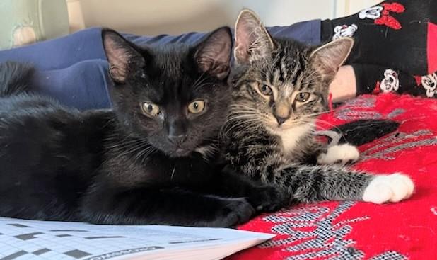 Vader and Leia, a Adoptable Domestic Short Hair in Melrose, MA image 3/5