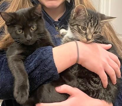 Vader and Leia, Adoptable, Kitten Male Domestic Short Hair.