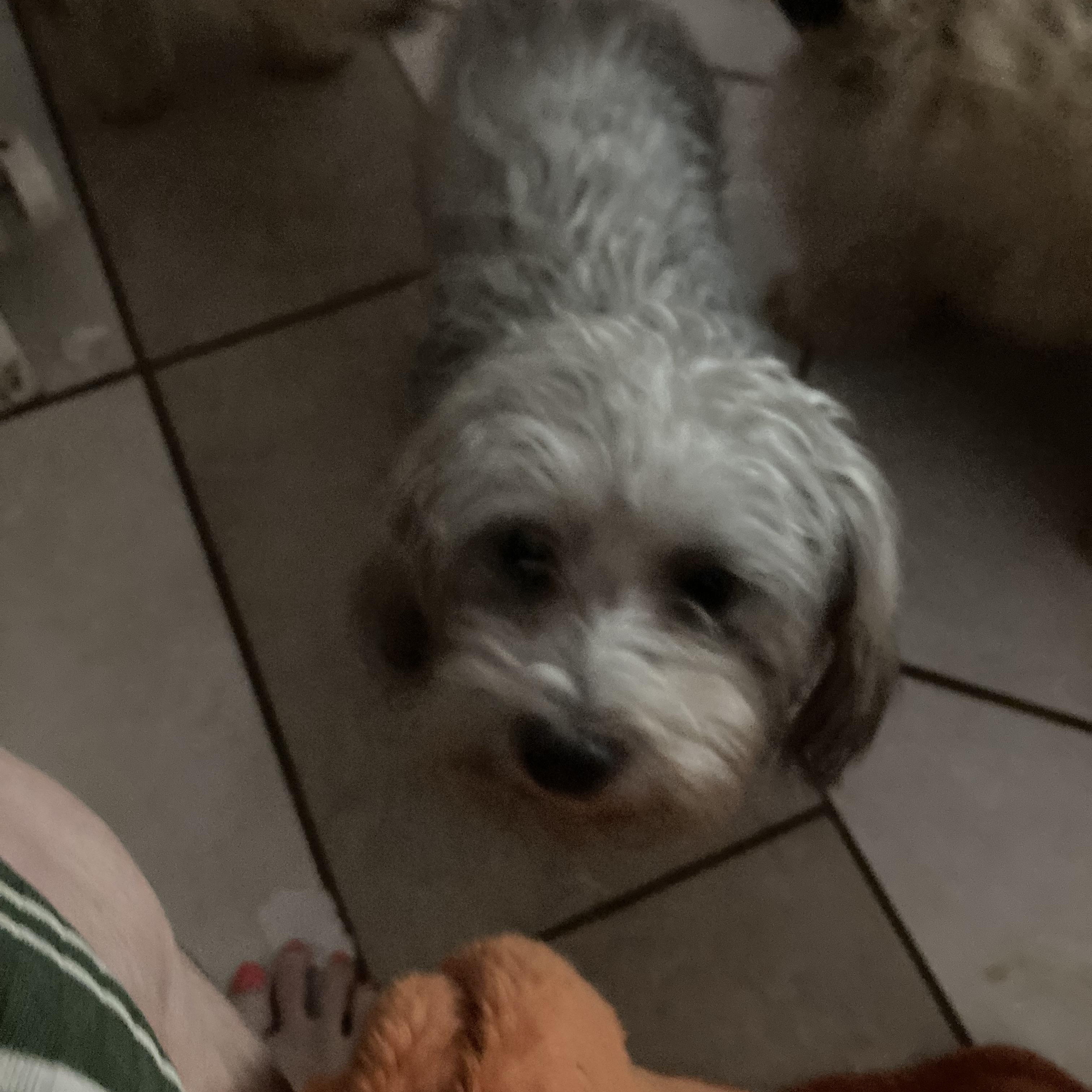 Enlarge Maddie , a ADOPTABLE mixed breed in Moreno Valley, CA image 1/1