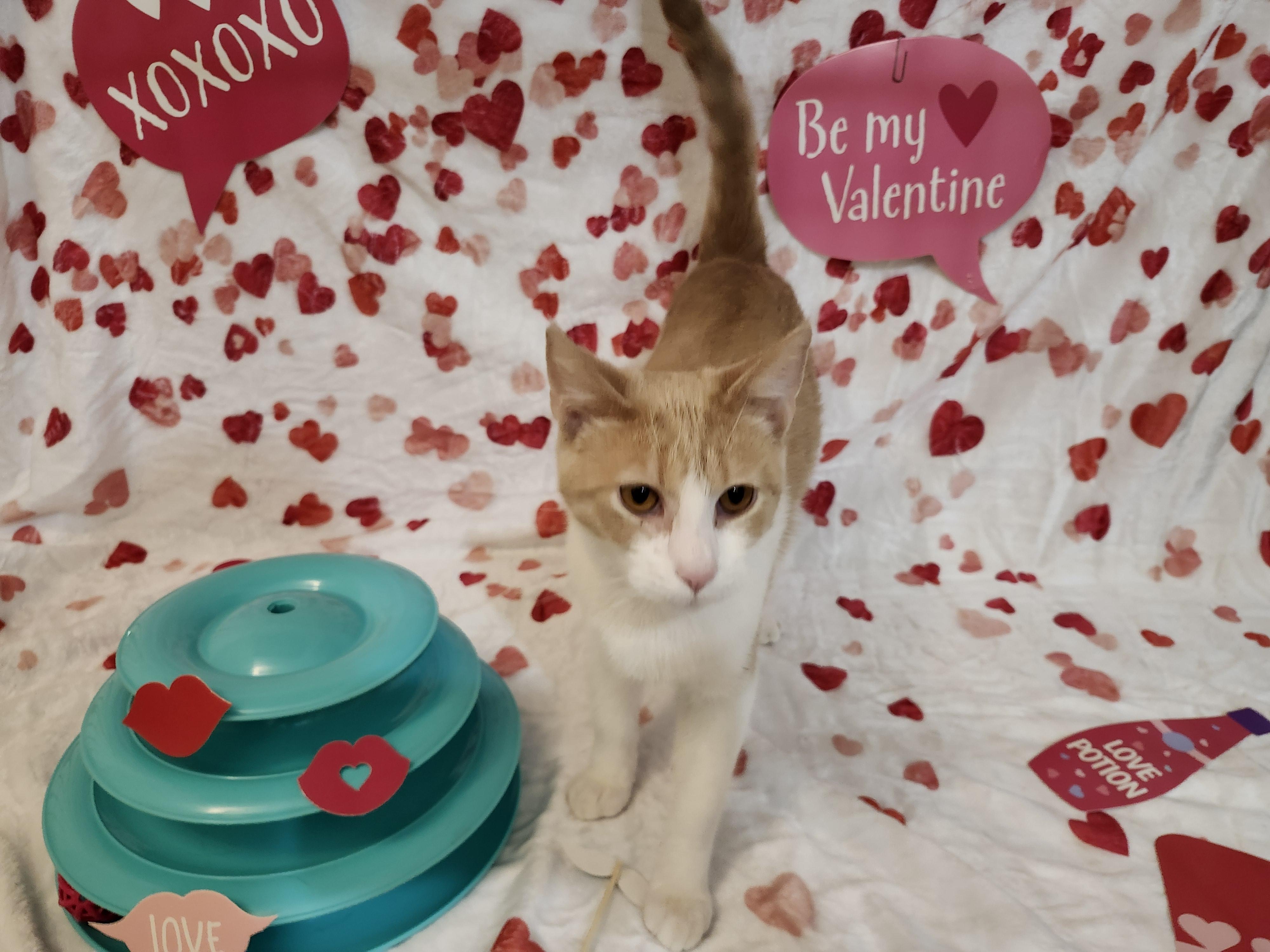 Dennis, an adopted Domestic Short Hair in Stowe, PA image 2/3