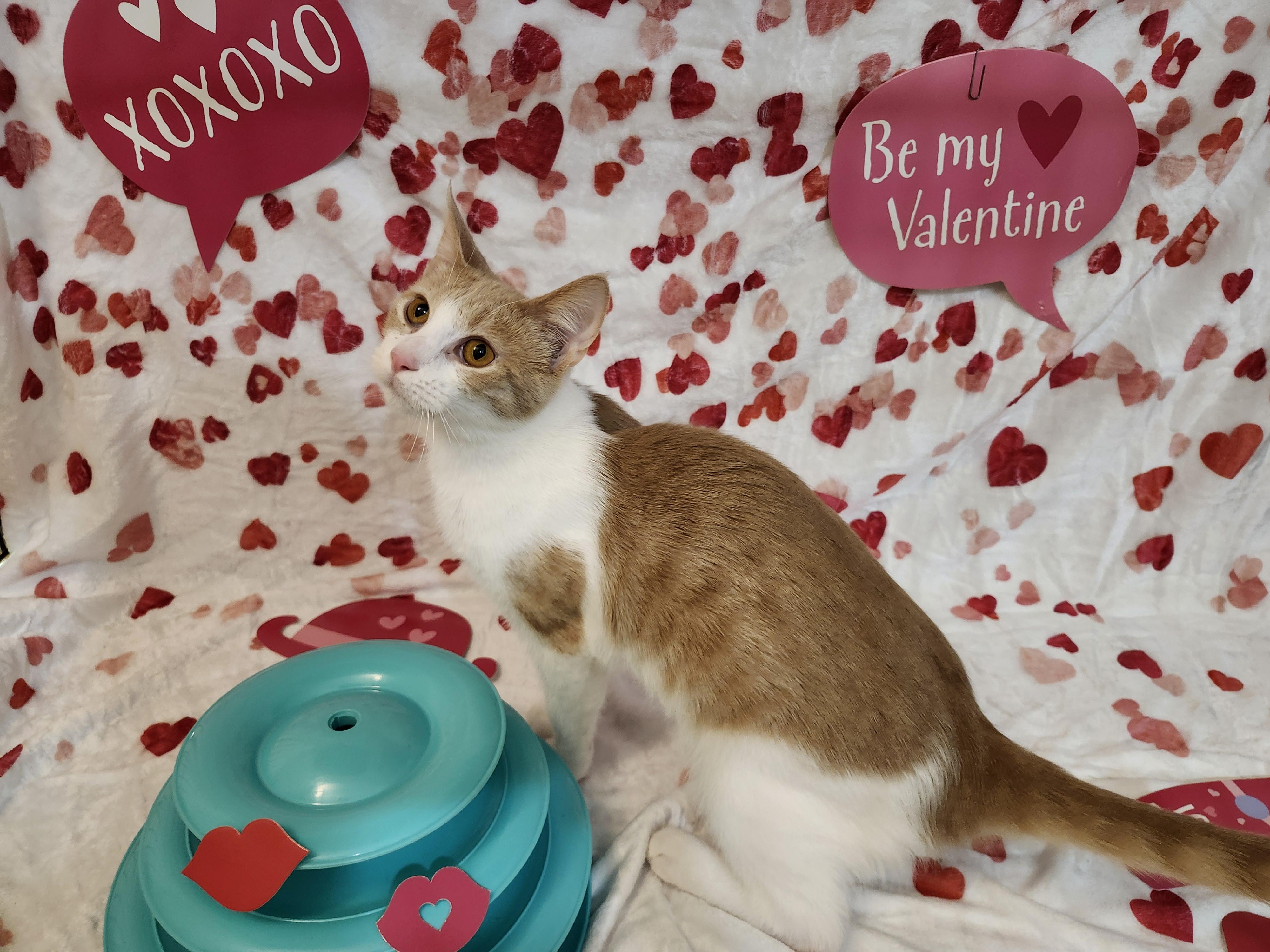 Dennis, an adopted Domestic Short Hair in Stowe, PA image 3/3