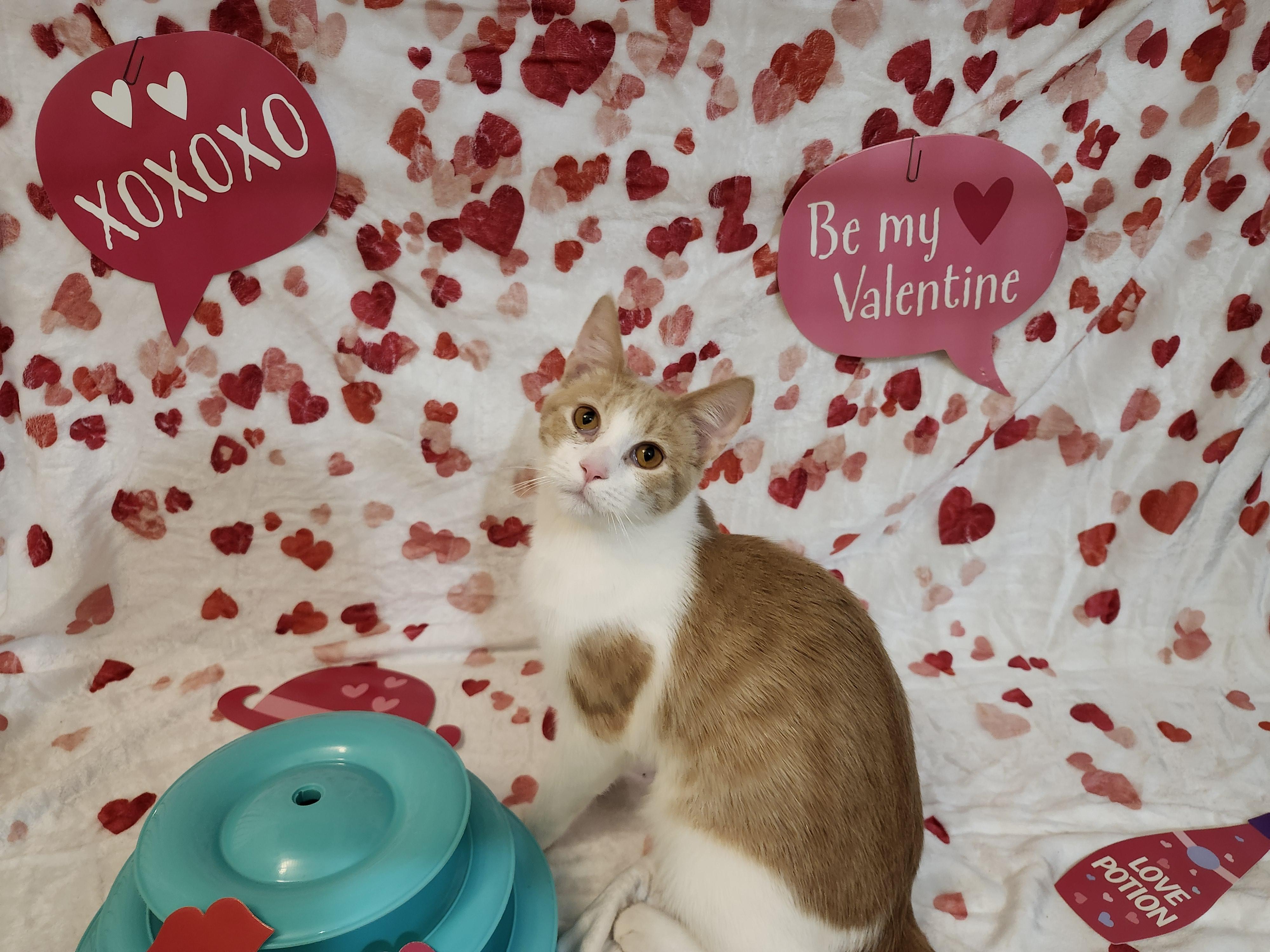 Dennis, adopted, Kitten Male Domestic Short Hair.