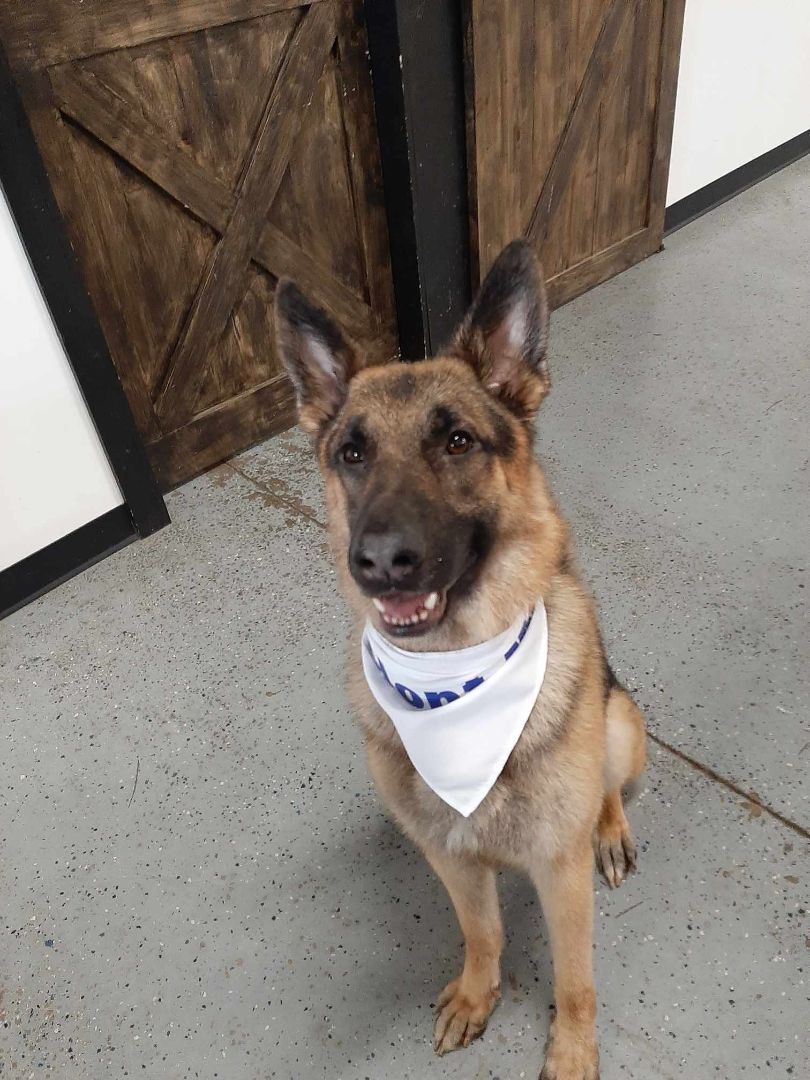 Enlarge Hero, a Adopted German Shepherd Dog in Muskego, WI image 6/6