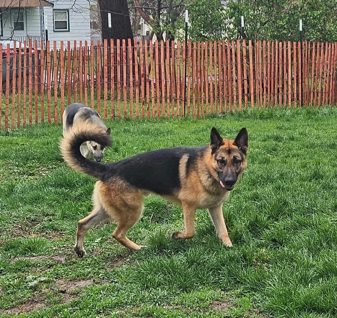 Enlarge Hero, a Adopted German Shepherd Dog in Muskego, WI image 2/6