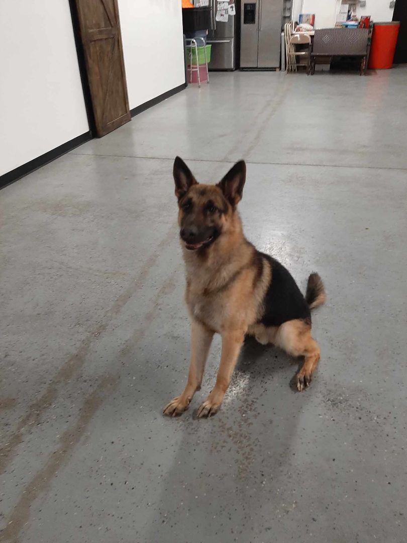 Enlarge Hero, a Adopted German Shepherd Dog in Muskego, WI image 3/6